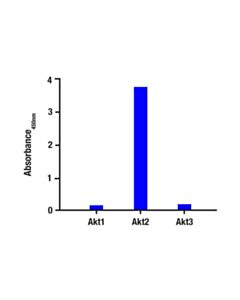 Cell Signaling Total Akt2 Matched Antibody Pair