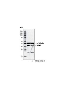 Cell Signaling Mek2 (13e3) Rabbit mAb