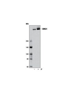 Cell Signaling Smg-1 (D42d5) Rabbit mAb