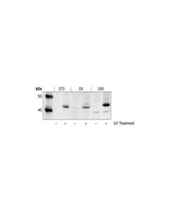 Cell Signaling Phospho-Sek1/Mkk4 (Thr261) Antibody