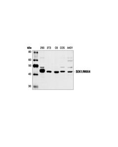 Cell Signaling Sek1/Mkk4 Antibody
