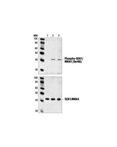 Cell Signaling Phospho-Sek1/Mkk4 (Ser80) Antibody