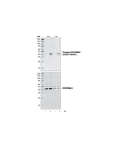 Cell Signaling Phospho-Sek1/Mkk4 (Ser257/Thr261) Antibody