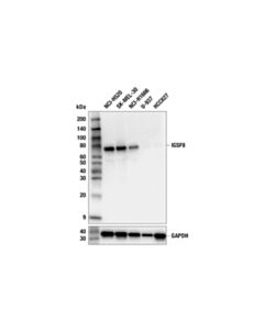 Cell Signaling IGSF8 (F6M8L) Rabbit mAb; 20 µl