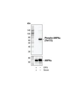 Cell Signaling Ampk Control Cell Extracts