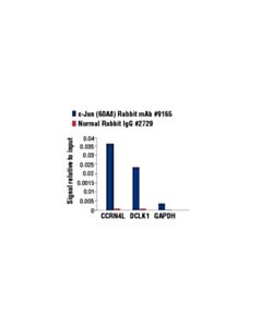 Cell Signaling C-Jun (60a8) Rabbit mAb