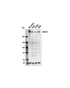 Cell Signaling Med13 (E4e9h) Rabbit mAb