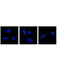 Cell Signaling Phospho-Rip3 (Thr231/Ser232) (E7s1r) Rabbit mAb