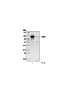 Cell Signaling Stat1 (9h2) Mouse mAb