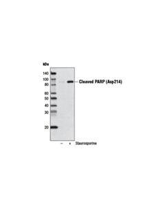 Cell Signaling Cleaved Parp (Asp214) (D64e10) Xp Rabbit mAb (Biotinylated)
