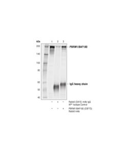 Cell Signaling Pbrm1/Baf180 (D3f7o) Rabbit mAb
