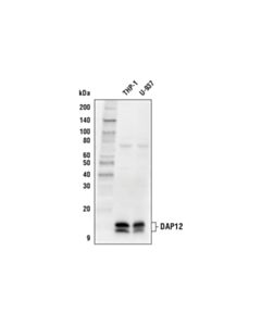 Cell Signaling Dap12 (D7g1x) Rabbit mAb (Biotinylated)