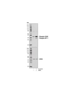Cell Signaling Creb Control Cell Extracts