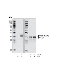 Cell Signaling P44/42 Mapk (Erk1/2) Control Cell Extracts