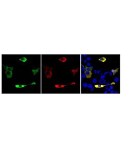 Cell Signaling Lbcpf1 (Strain Nd2006 ) (2d5-6g11) Mouse mAb