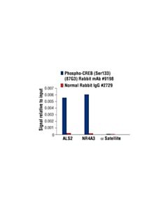 Cell Signaling Phospho-Creb (Ser133) (87g3) Rabbit mAb
