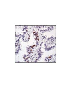 Cell Signaling Phospho-Creb (Ser133) (87g3) Rabbit mAb