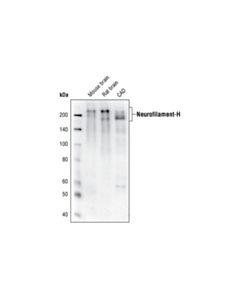 Cell Signaling Neurofilament-H (Rmdo 20) Mouse mAb (BSA And Azide Free)