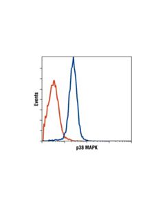 Cell Signaling P38 Mapk Antibody