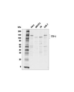 Cell Signaling Ttf-I Antibody