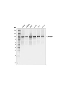 Cell Signaling Map4k3 (D1l4g) Rabbit mAb