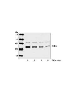 Cell Signaling Ikappabalpha Antibody