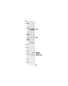 Cell Signaling Nf-Kappab Control Cell Extracts
