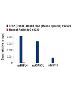 Cell Signaling Tet2 (D9k3e) Rabbit mAb (Mouse Specific)