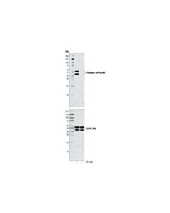 Cell Signaling Sapk/Jnk Control Cell Extracts