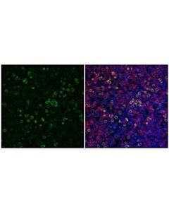 Cell Signaling Klrb1c/Cd161c (E6y9g) Rabbit mAb (Alexa Fluor® 488 Conjugate)