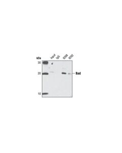 Cell Signaling Bad (11e3) Rabbit mAb (Ip Preferred)