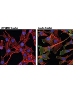 Cell Signaling Phospho-Akt (Ser473) Antibody