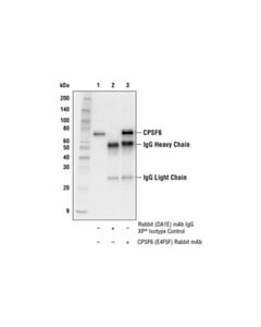 Cell Signaling Cpsf6 (E4f5f) Rabbit mAb