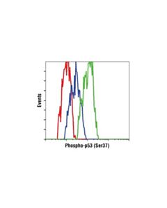 Cell Signaling Phospho-P53 (Ser37) Antibody
