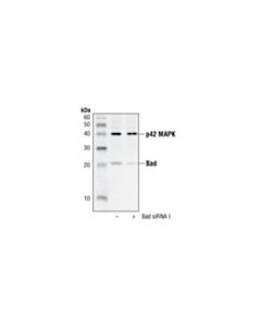 Cell Signaling Bad Antibody