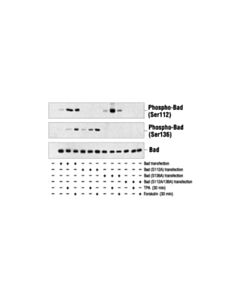Cell Signaling Phospho-Bad (Ser136) Antibody