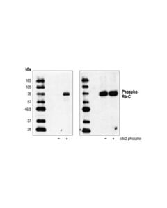 Cell Signaling Rb Control Proteins