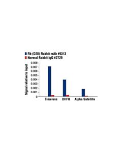 Cell Signaling Rb (D20) Rabbit mAb