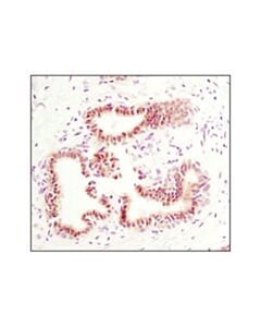 Cell Signaling Phospho-Stat5 (Tyr694) (C71e5) Rabbit mAb