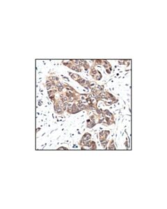 Cell Signaling Gsk-3beta (27c10) Rabbit mAb