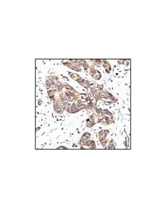 Cell Signaling Gsk-3beta (27c10) Rabbit mAb