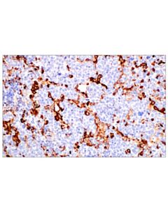 Cell Signaling Cd11b/Itgam (E4k8c) Rabbit mAb