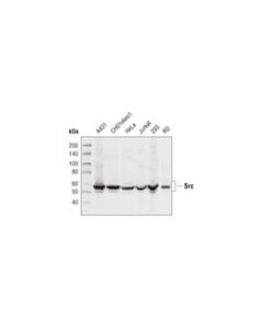 Cell Signaling Src Family Antibody Sampler Kit