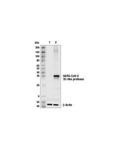 Cell Signaling Sars-Cov-2 3c-Like Protease (E9a1k) Rabbit mAb