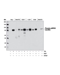 Cell Signaling Phospho-P90rsk (Ser380) (D3h11) Rabbit mAb (Bsa And Azide Free)