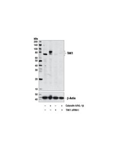 Cell Signaling Phospho-Tak1 (Ser412) Antibody