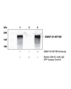 Cell Signaling Snap-91/Ap180 Antibody