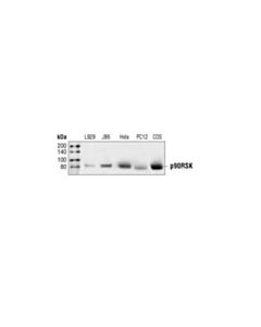 Cell Signaling Rsk1/Rsk2/Rsk3 Antibody