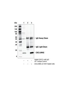 Cell Signaling Cxcl9/Mig (E7x3p) Rabbit mAb