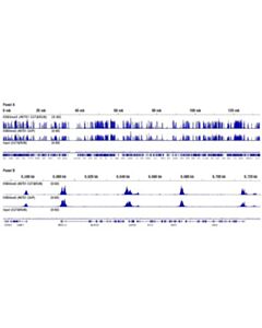 Cell Signaling Concanavalin A Magnetic Beads And Activation Buffer